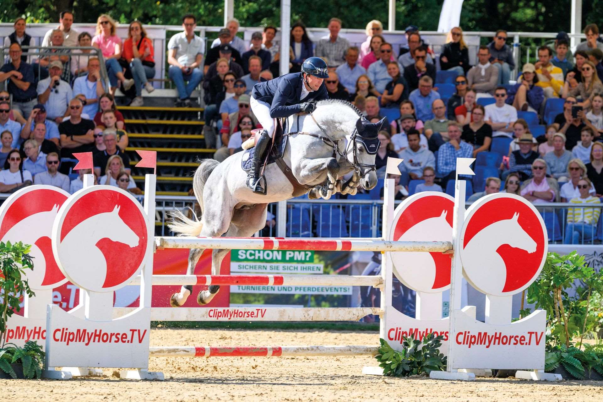 Challasco Blue PS Stallion